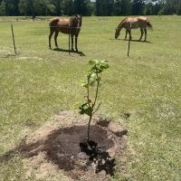 Fm 787 Thicket RV Park ico