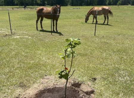Fm 787 Thicket RV Park
