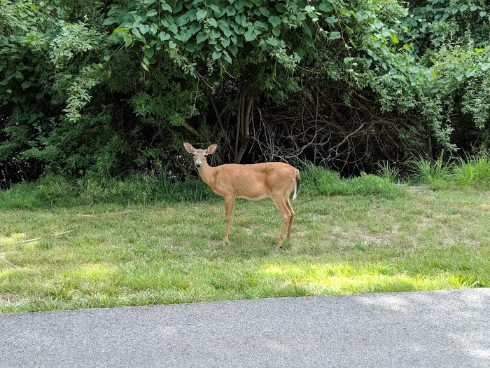 Prairie Creek Campground Picture 5