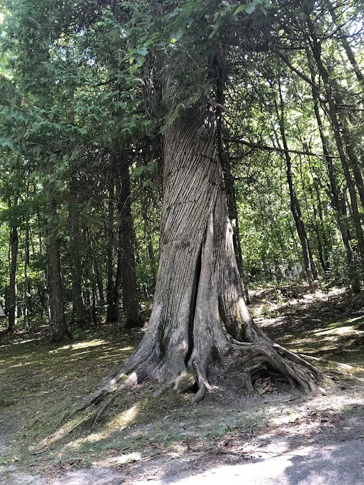Leech Lake Recreation Area Picture 10