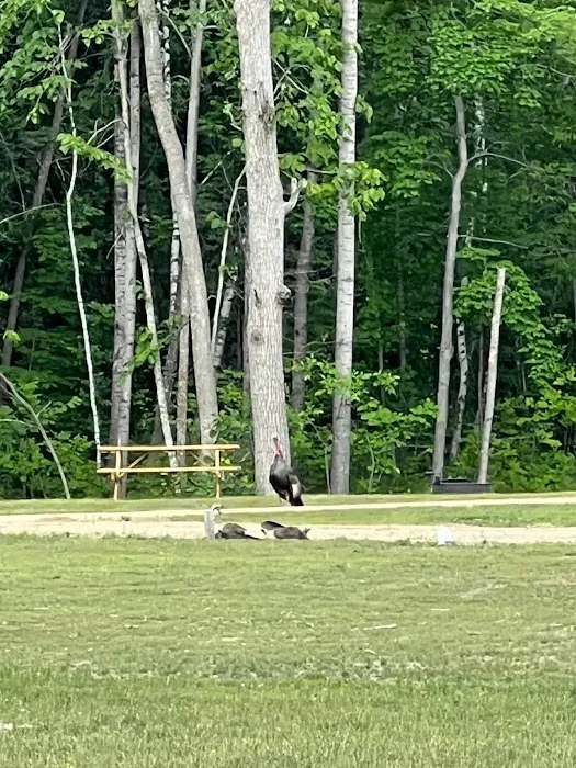 In the woods campground Picture 4