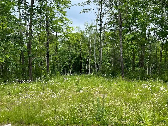 In the woods campground Picture 7