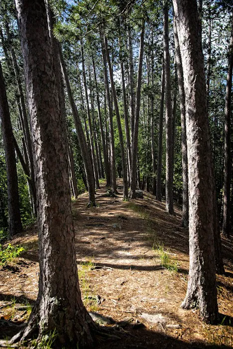 Chase Point Campground Picture 2