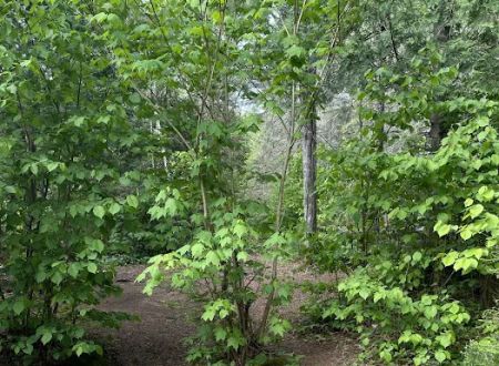 Manitou Backpack Campsite #4