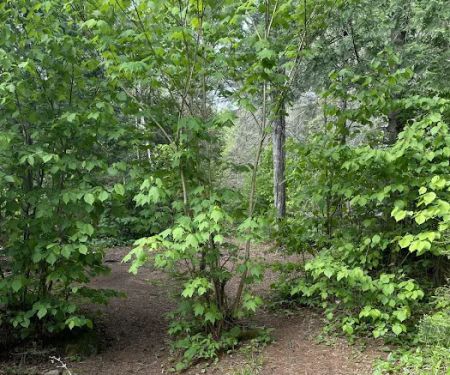 Manitou Backpack Campsite #4