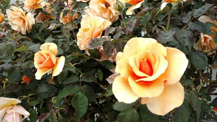 San Rafael Mobile Home Park Picture 6