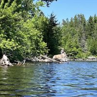 BWCA Campsite #1604 ico