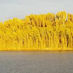 Nels Lake