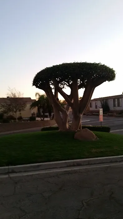 Dominguez Hills Estates Picture 8