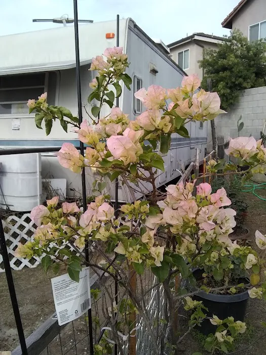 Normandie Mobile Home Park Picture 8