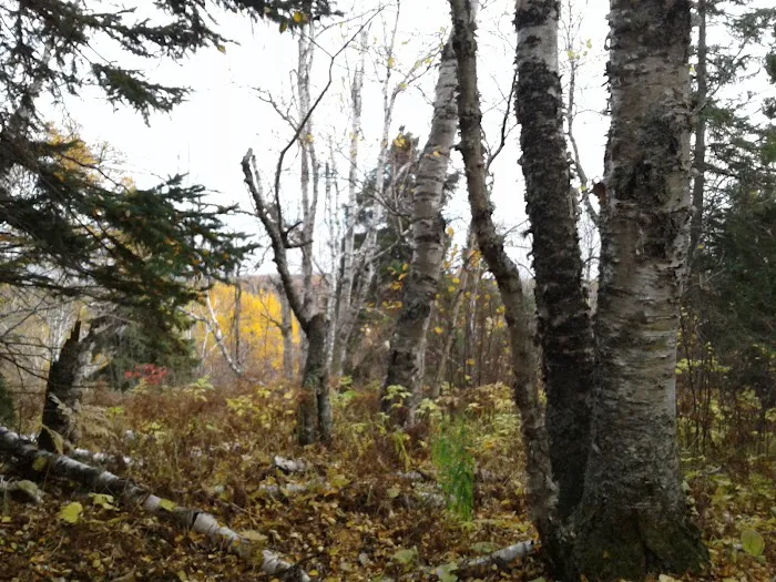 Sugarloaf Pond Camp Picture 7