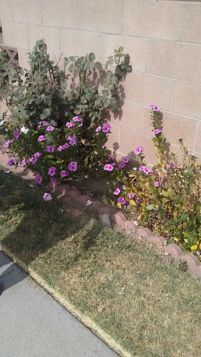 Capri Gardens Mobile Home Community Picture 4