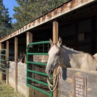 Shell City Horse Camp ico