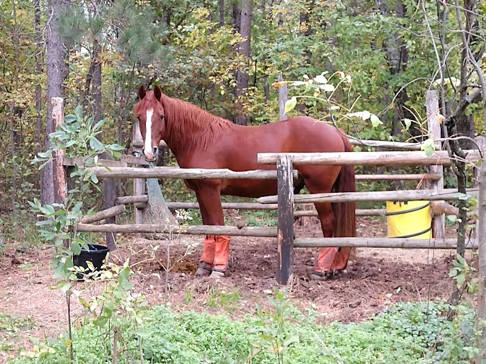 Shell City Horse Camp Picture 2