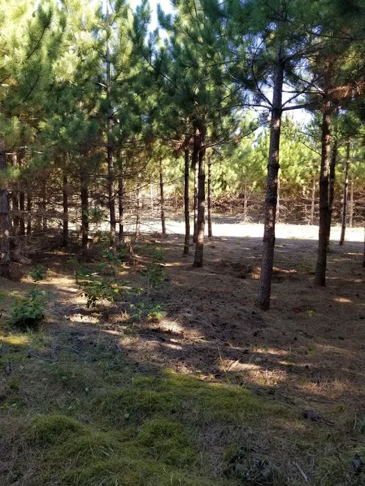 RV There Yet Campground Picture 5