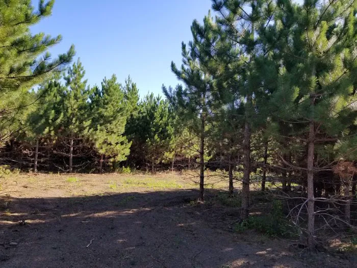 RV There Yet Campground Picture 2