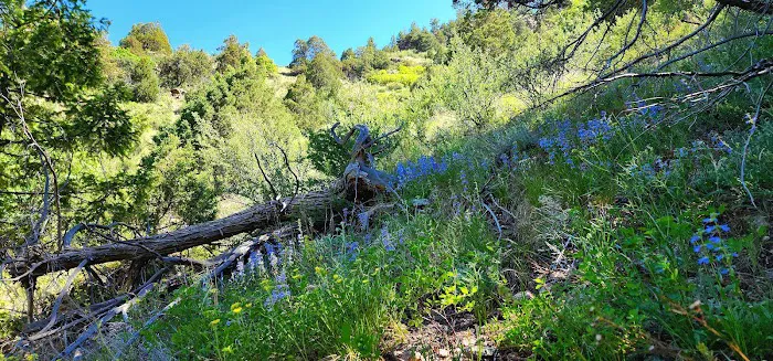 Idylease Campground Picture 1