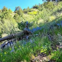 Idylease Campground ico