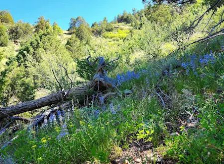 Idylease Campground