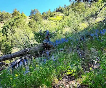 Idylease Campground