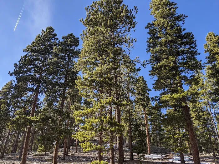 Rifleman Phillips Campground Picture 2