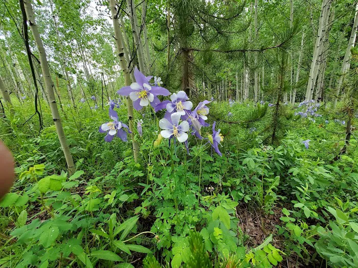 Golden Gate State Park Campground Picture 9