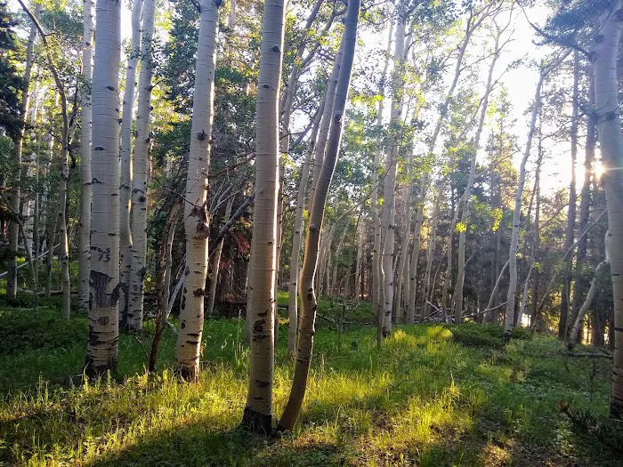 Cold Springs Campground Picture 3