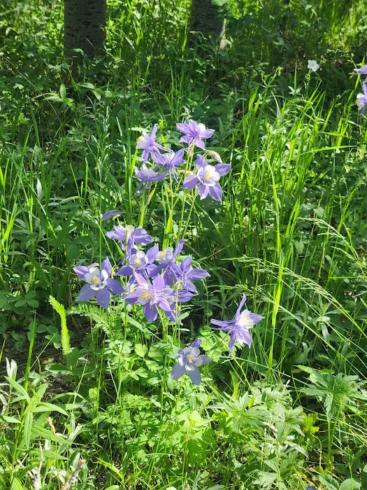 Cold Springs Campground Picture 9