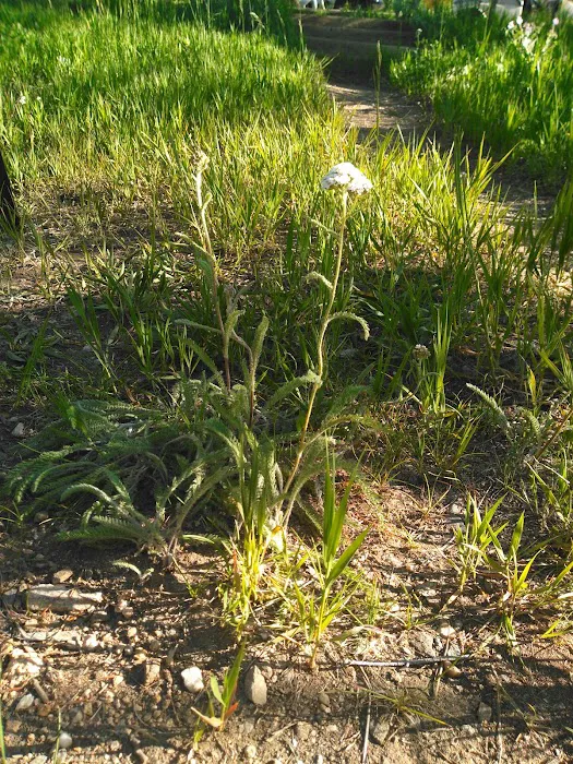 Cold Springs Campground Picture 8