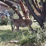 Thousand Trails Medina Lake (RV Campground)