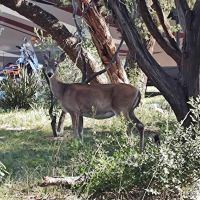 Thousand Trails Medina Lake (RV Campground) ico
