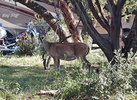 Thousand Trails Medina Lake (RV Campground)
