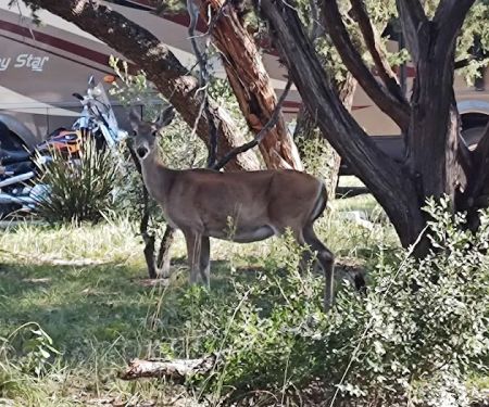 Thousand Trails Medina Lake (RV Campground)