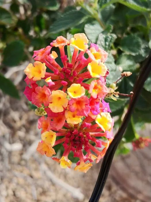Mesa Spirit RV Resort Picture 7