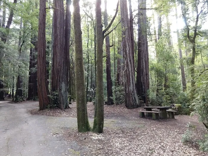 Point Group Camp, Portola Redwoods State Park Picture 4