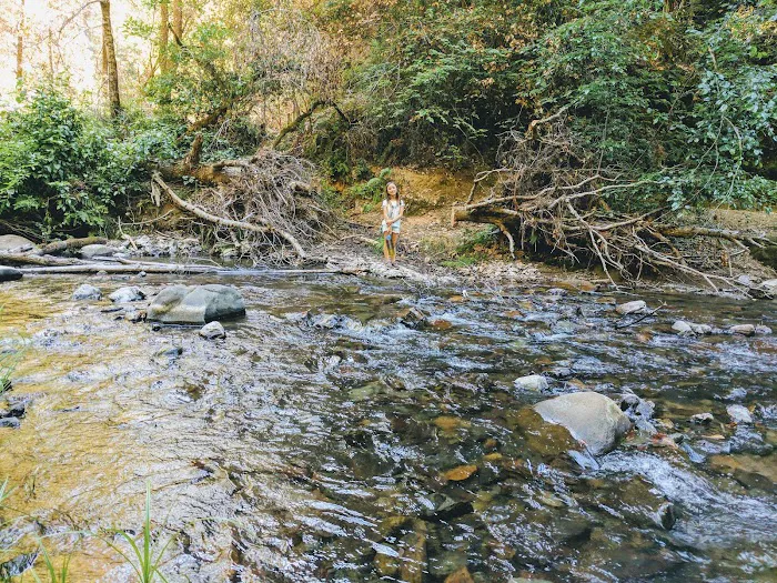 Point Group Camp, Portola Redwoods State Park Picture 9