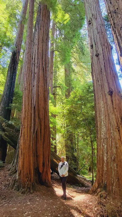 Portola Redwoods State Park Campground Picture 2