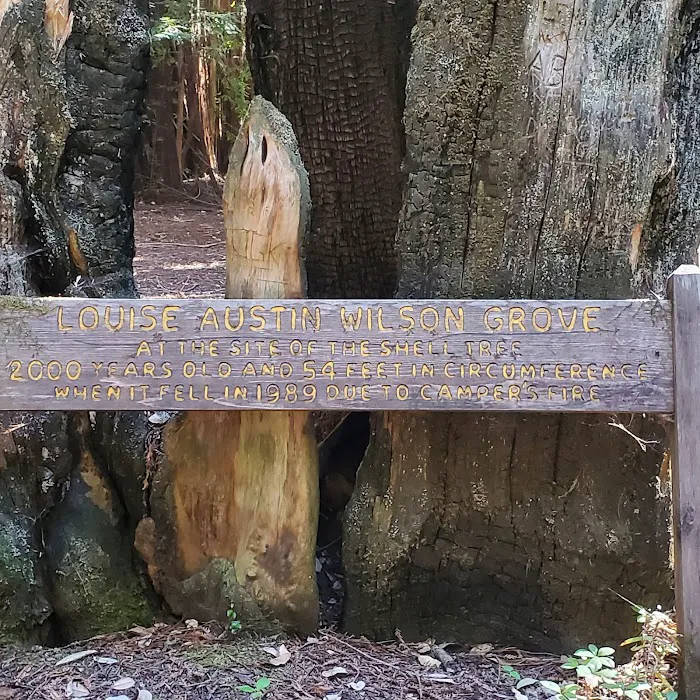 Portola Redwoods State Park Campground Picture 4