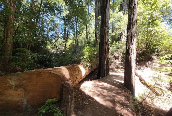 Portola Redwoods State Park Campground Picture 5