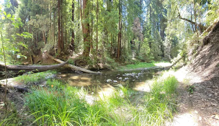 Portola Redwoods State Park Campground Picture 6