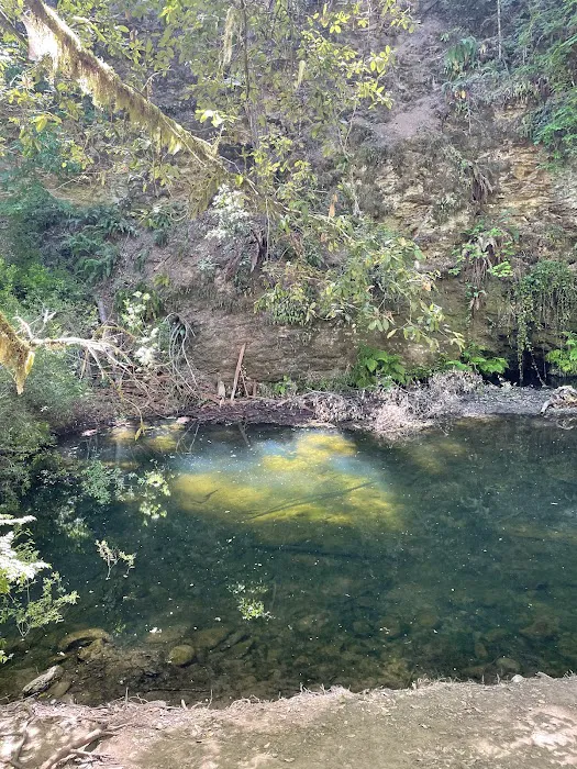 Portola Redwoods State Park Campground Picture 9