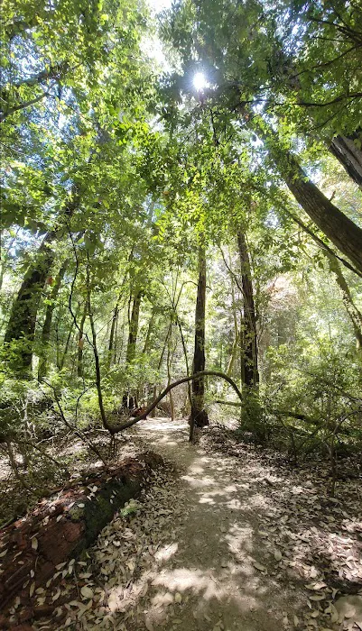 Portola Redwoods State Park Campground Picture 8