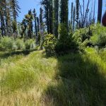 Sky Meadow Group Camp