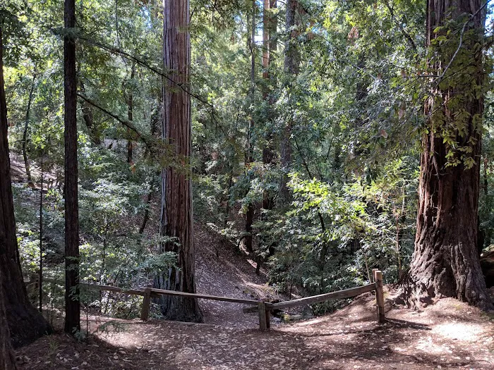 Sequoia Group Camp Picture 1