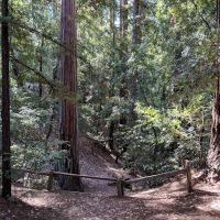 Sequoia Group Camp ico