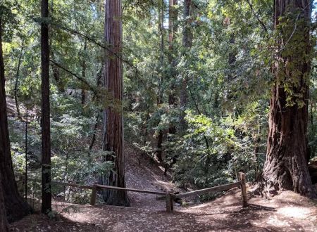 Sequoia Group Camp