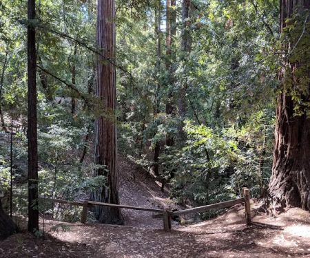 Sequoia Group Camp