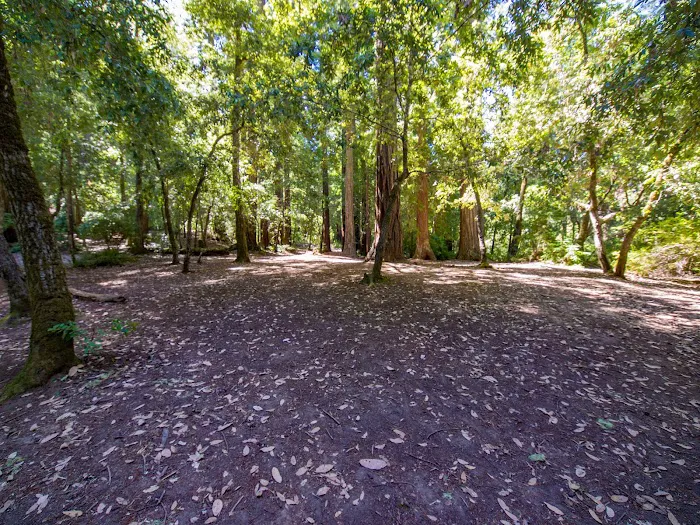 Sequoia Group Camp Picture 4