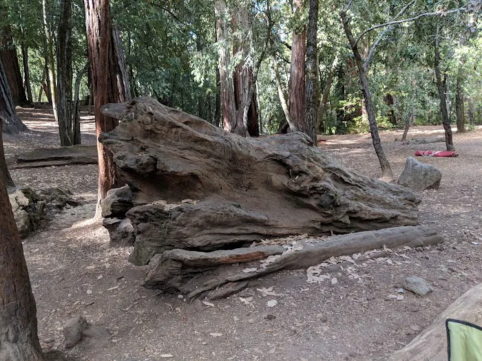 Sequoia Group Camp Picture 6