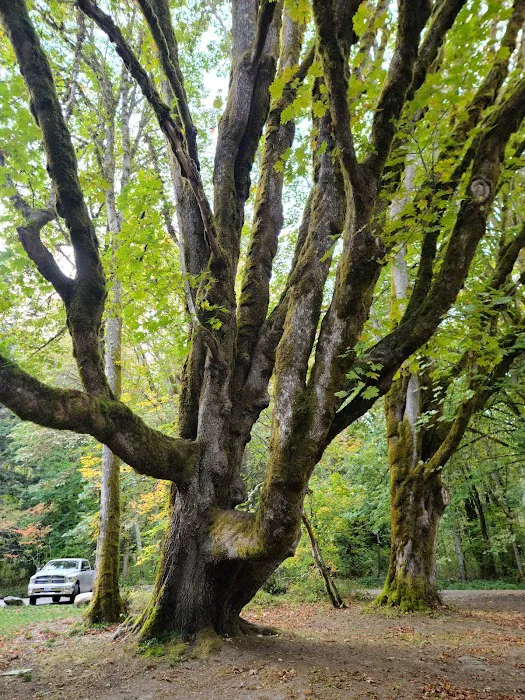 Dosewallips State Park Campground Picture 4